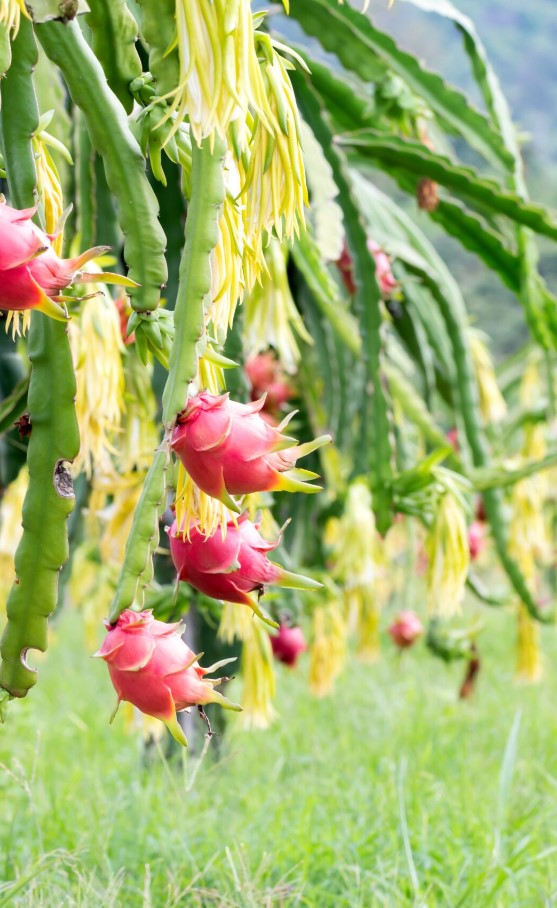dragon-fruit